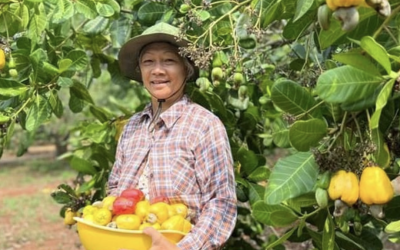 Ways to distinguish for those who are not familiar with cashews